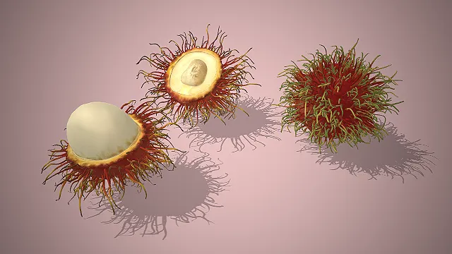 一个写实风格的热带水果红毛丹3D模型