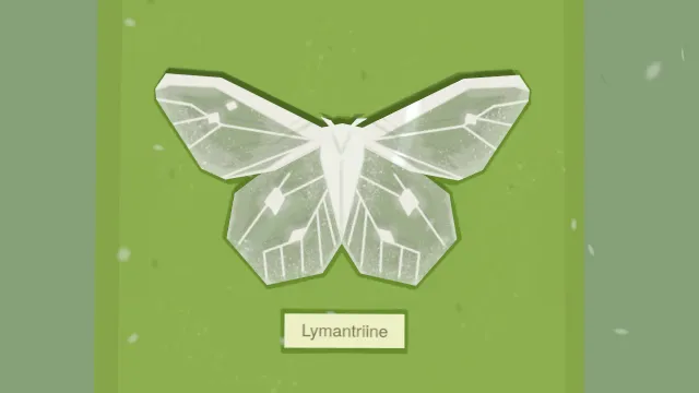 幽灵飞蛾标本昆虫摆件模型