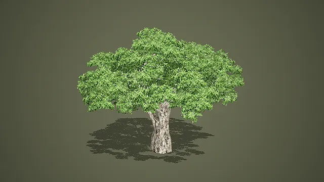 低模写实阔叶树 3D 模型 游戏场景参天大树绿化素材