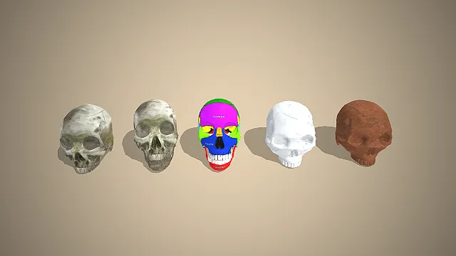 人类头骨模型  彩色分区标注  医学解剖教具  骨骼研究装置