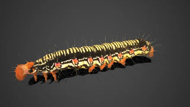 写实  斑纹幼虫  毛毛虫  黑黄相间  条纹  细密尖刺  野生  