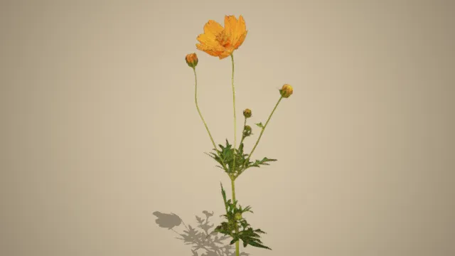 菊花  黄花  花束  插花  写实植物