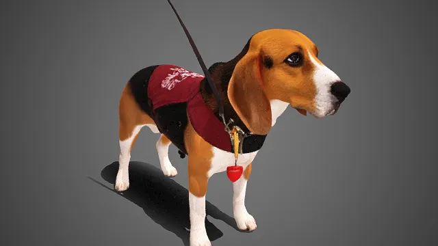 比格犬  灵动可爱  宠物背心  牵引绳  时尚感  宠物形象设计