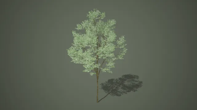 繁密白色花序细干直立观赏树写实植物 3D 模型