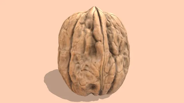 模型核桃坚果类食物干果