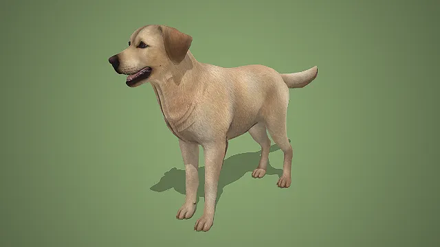 写实风浅黄纯色拉布拉多犬 3D 模型