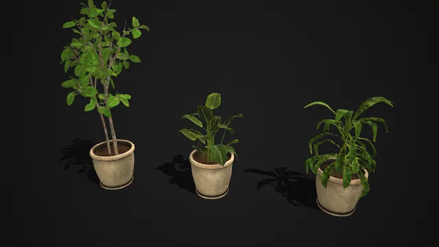 做旧风格  室内盆栽  绿叶植物  浅米色陶盆  小乔木类  宽叶草本  观叶植物  装饰性