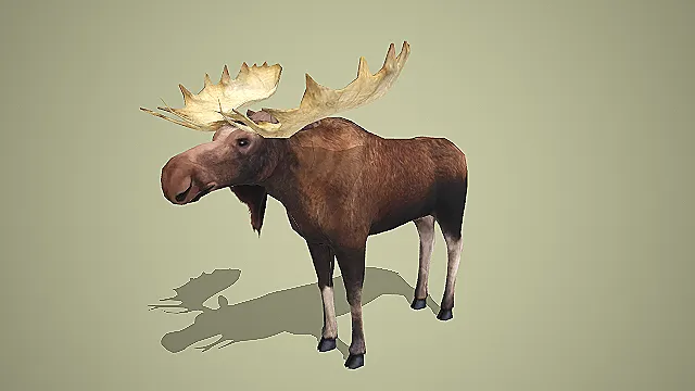 雄伟驼鹿：森林之王的庄严形象