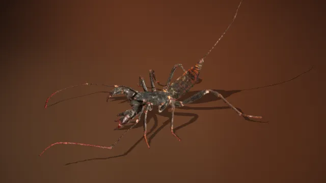 鞭蝎  长尾  宠物  写实爬行昆虫