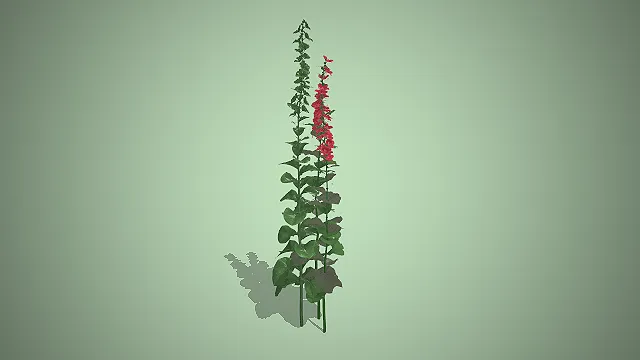 毛地黄  红色花穗  直立花茎  观赏花卉