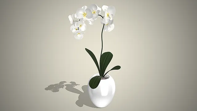 陶瓷花盆  白色蝴蝶兰盆栽  极简东方美学  清雅高洁