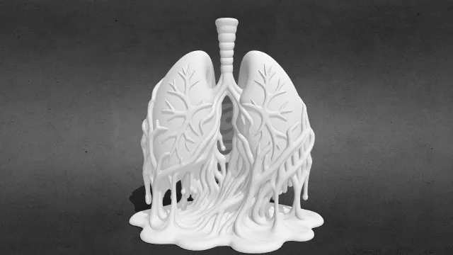 解剖肺部stl