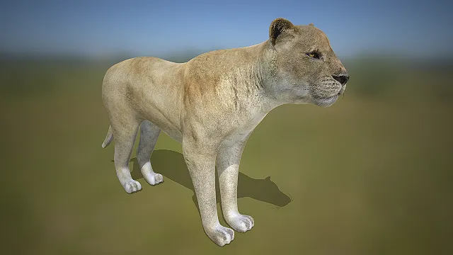 写实母狮子  非洲草原  四足掠食者  浅棕皮毛