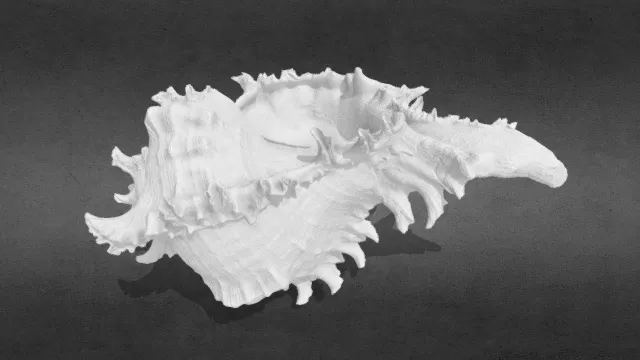 3D打印 海洋生物 海螺