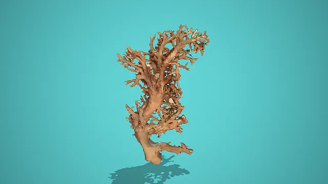 浅棕多枝杈带附生物海洋珊瑚 3D 模型