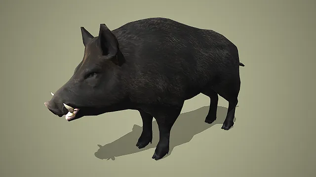 野性黑猪：森林中的凶猛野兽