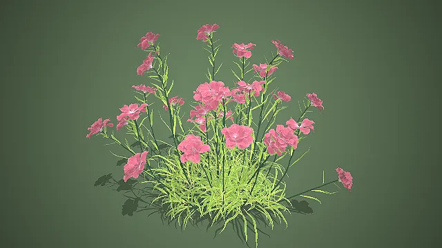 石竹花  粉色花瓣  观赏花卉  团簇花丛