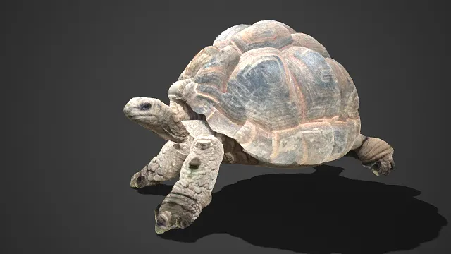 写实  巨型陆龟  厚重龟甲  野生  褶皱  沧桑质  爬行动物  自然 