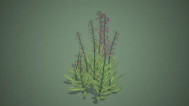 凤梨百合  长条形绿叶  观赏花卉  园艺装饰