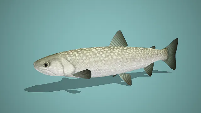 写实风白点银鳞淡水鱼 3D 模型