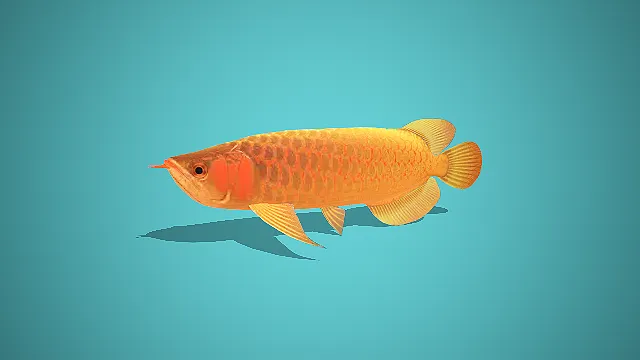 写实风金龙鱼 3D 模型