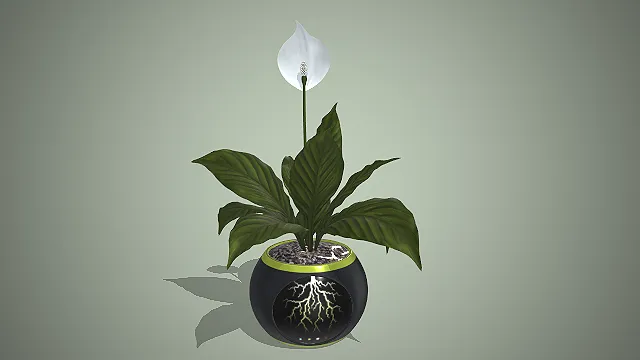 智能球形花盆  白掌  桌面智能绿植  叶片宽大