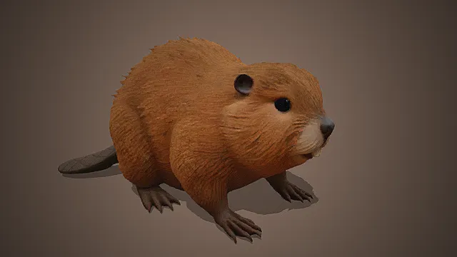 萌系写实河狸模型
