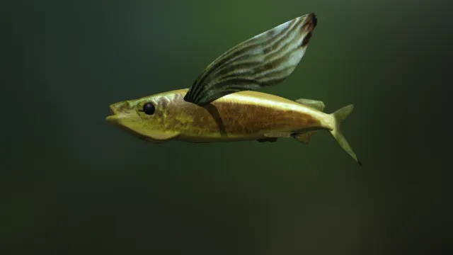 海洋鱼类  飞鱼  沙丁鱼