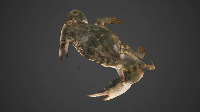 写实  青蟹  粗糙  自然  带螯  深色斑纹