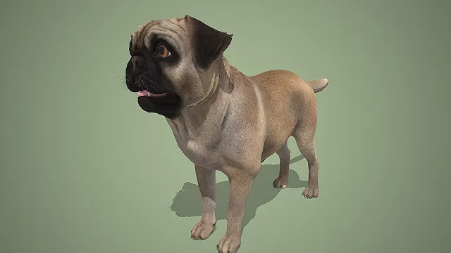 写实风黄黑相间巴哥犬 3D 模型