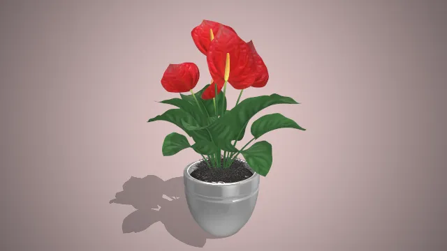 红色红掌  火鹤花  心形佛焰苞花型  热带风