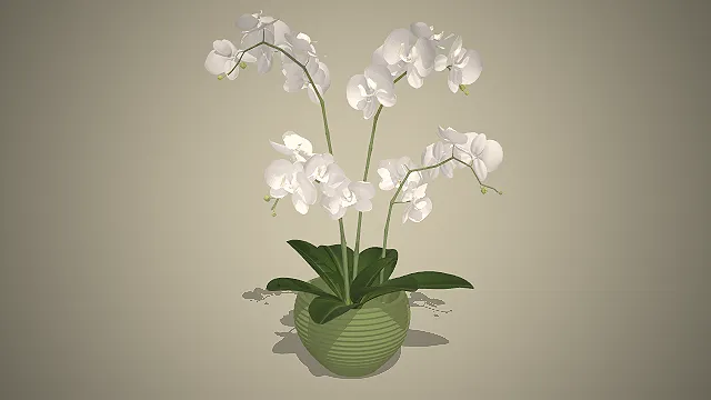 蝴蝶兰  室内盆栽  观花植物  家居装饰