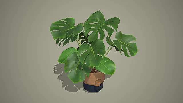 带接水盘的龟背竹盆栽绿植 3D 模型