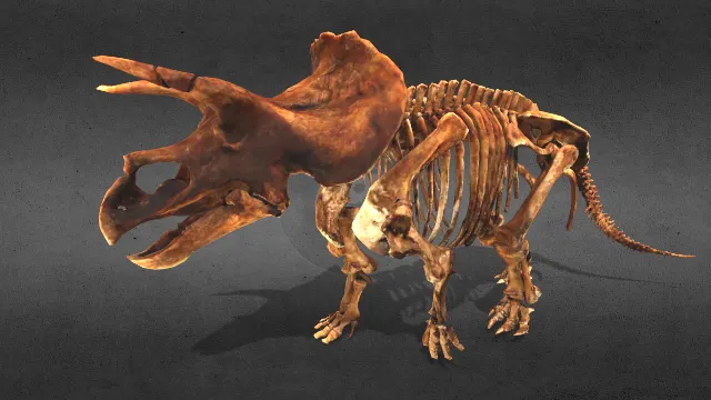 动画三角龙骨架骨骼模型恐龙