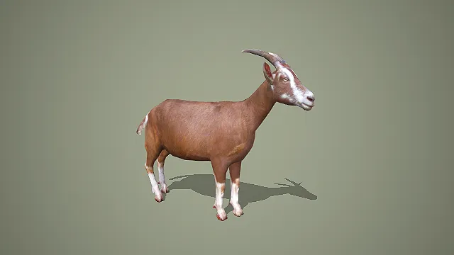 带弯角的写实奶山羊家禽家畜 3D 模型