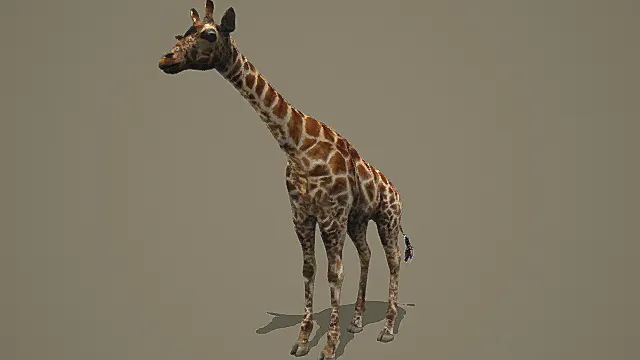超写实长颈鹿3D模型 | 自然生物素材
