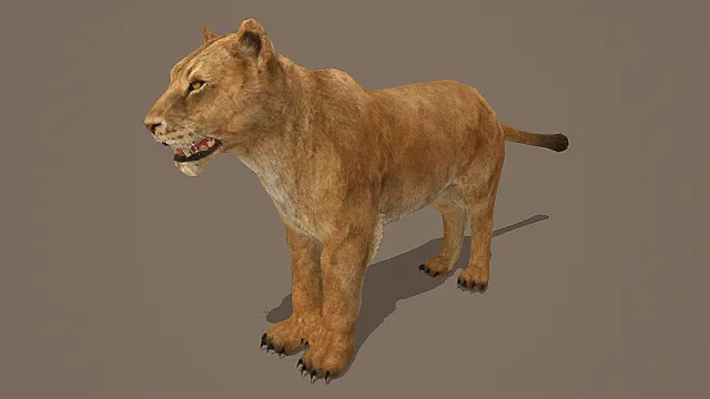 自然写实风格雌狮模型