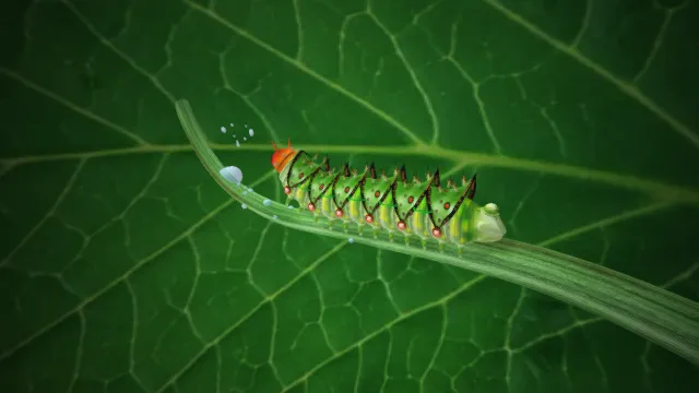 毛毛虫  豆虫  昆虫