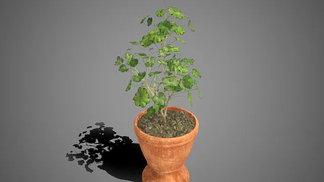 写实风格  绿叶盆栽  边缘斑纹  植物的生长状态  复古陶土花盆  碎石装饰  清新自然  