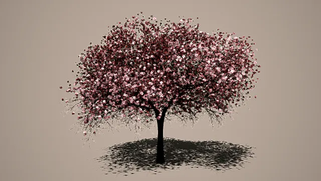 唯美樱花树     写实树木3D模型