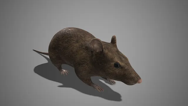 写实  老鼠仿真模型  整体质感逼真  动物模型  自然主题  细长尾巴及爪子
