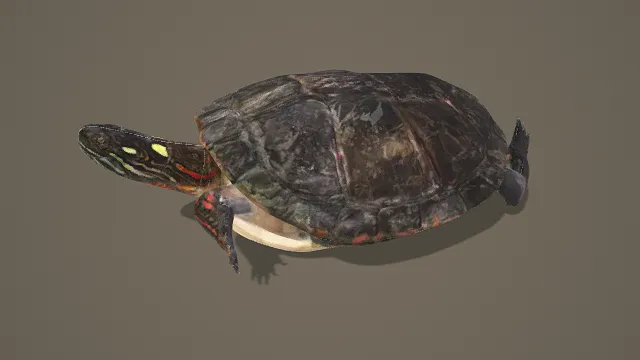 3D卡通风格黑绿红系写实乌龟模型，创意设计（3D动物、卡通风格、写实生物风，动物设计主题）