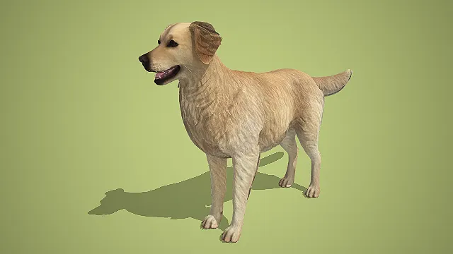 写实风浅棕金毛寻回犬 3D 模型