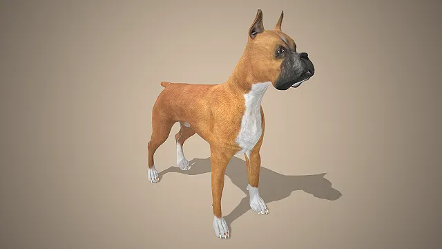 拳师犬  写实犬类模型  肌肉健硕体态  护卫犬形象