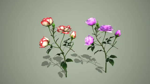 粉白渐变与紫玫双色玫瑰枝条写实花卉 3D 模型