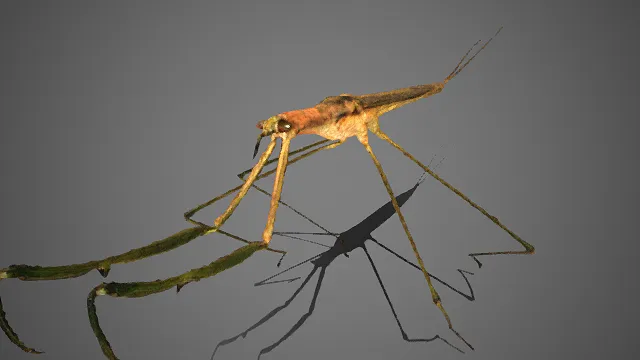 写实  长肢  水虿  形态纤细  自然质感  水生幼虫  