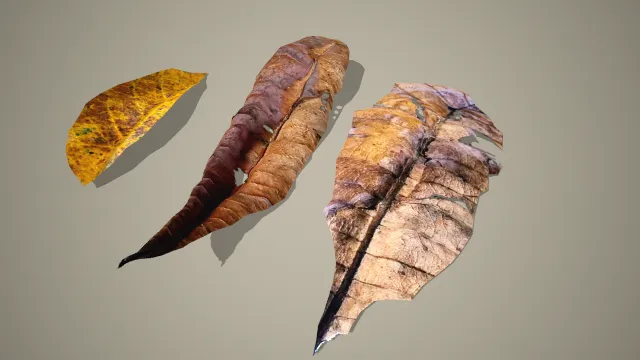 写实风格枯焦落叶组 3D 模型 自然场景植被装饰素材