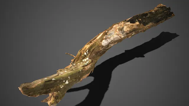 写实风格  枯木  腐坏  自然风化  斑驳的白色菌斑  自然类场景  