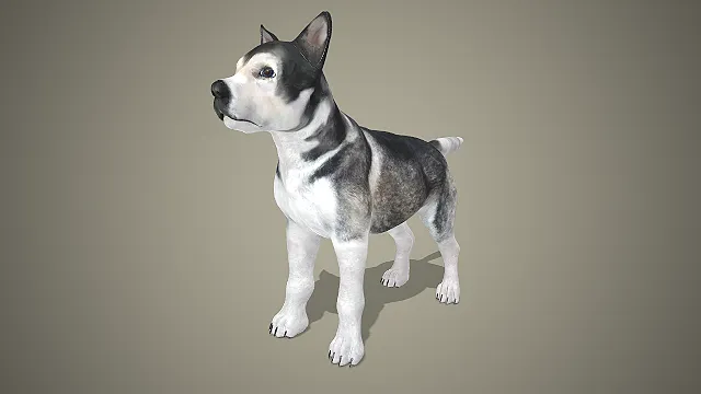 哈士奇  写实犬类  黑白灰经典配色  机敏活泼