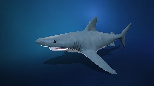 写实风浅蓝灰体大白鲨 3D 模型